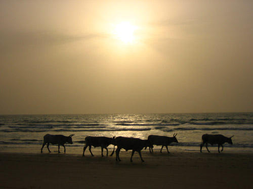 Photo : 11_sunset_cow.jpg